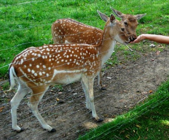 Atrakcje Bieszczadów - Liszna Mini Zoo